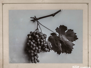 მწვანე, ყურძნის ჯიში<br>
1900-1905 წლები <br>
კონსტანტინე ზანისის ფოტო <br>
Mtsvane, Kind of grape<br>
Photo by Konstantin Zanis
1900-1905