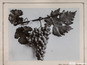 კუმსი, ყურძნის ჯიში<br>
1900-1905 წლები <br>
კონსტანტინე ზანისის ფოტო <br>
Kumsi, Kind of grape<br>
Photo by Konstantin Zanis
1900-1905