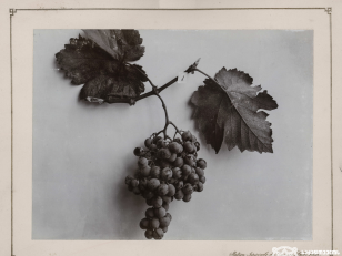 საფერავი, ყურძნის ჯიში<br>
1900-1905 წლები <br>
კონსტანტინე ზანისის ფოტო <br>
Sapheravi, Kind of grape<br>
Photo by Konstantin Zanis
1900-1905