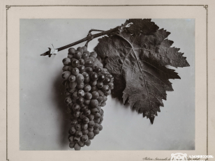 ბუდეშური, ყურძნის ჯიში<br>
1900-1905 წლები <br>
კონსტანტინე ზანისის ფოტო <br>
Budeshuri, Kind of grape<br>
Photo by Konstantin Zanis
1900-1905