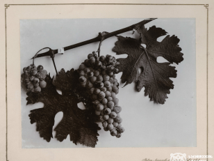 შავი კუმსი, ყურძნის ჯიში<br>
1900-1905 წლები <br>
კონსტანტინე ზანისის ფოტო <br>
Black Kumsi, Kind of grape<br>
Photo by Konstantin Zanis
1900-1905