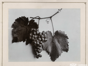 ჯანანური, ყურძნის ჯიში<br>
1900-1905 წლები <br>
კონსტანტინე ზანისის ფოტო <br>
Djananuri, Kind of grape<br>
Photo by Konstantin Zanis
1900-1905