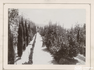 ციტრონისა და კვიპაროსის ხეივანი, სოხუმი<br>
კონსტანტინე ზანისის ფოტო <br>
1900-1905 წლები <br>
Citron and Cypress Alley, Sukhumi<br>
Photo by Konstantin Zanis <br>
1900-1905