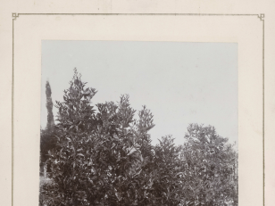 ფორთოხლის ბაღი, ახალი ათონი<br>
კონსტანტინე ზანისის ფოტო <br>
1900-1905 წლები <br>
Orange garden, New Athos<br>
Photo by Konstantin Zanis <br>
1900-1905