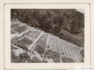 ტერასები ლიმონისა და ფორთოხლის ხეების დასარგავად, ახალი ათონი<br>
კონსტანტინე ზანისის ფოტო <br>
1900-1905 წლები <br>
Terraces for planting lemon and orange trees, New Athos<br>
Photo by Konstantin Zanis <br>
1900-1905