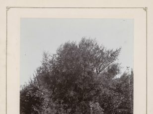 მუხის ხე სინოპის ბაღში. სოხუმი<br>
კონსტანტინე ზანისის ფოტო <br>
1900-1905 წლები <br>
Oak tree at Sinop Garden. Sokhumi<br>
Photo by Konstantin Zanis <br>
1900-1905