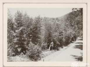 ბამბუკის ბაღი, სოხუმი<br>
კონსტანტინე ზანისის ფოტო <br>
1900-1905 წლები <br>
Bamboo grove, Sokhumi <br>
Photo by Konstantin Zanis <br>
1900-1905