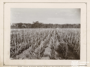 ამერიკული ჯიშის ვაზის სანერგე მეურნეობა. ზესტაფონი, სოფელი საქარა <br>
კონსტანტინე ზანისის ფოტო <br>
1900-1905 წლები <br>
 <br>
American grapevine nursery. Zestafoni, Sakara village
Photo by Konstantin Zanis <br>
1900-1905