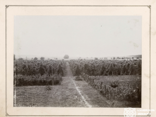 ამერიკული ჯიშის ვაზის სანერგე მეურნეობა. ზესტაფონი, სოფელი საქარა <br>
კონსტანტინე ზანისის ფოტო <br>
1900-1905 წლები <br>
 <br>
American grapevine nursery. Zestafoni, Sakara village
Photo by Konstantin Zanis <br>
1900-1905