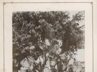 სოხუმის საცდელი სადგური, მსხმოიარე კაქტუსი ოპუნცია<br>
კონსტანტინე ზანისის ფოტო <br>
1900-1905 წლები <br>
 <br>
Sokhumi experimental station, Opuntia cactus 
Photo by Konstantin Zanis <br>
1900-1905