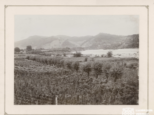 სასოფლო-სამეურნეო სკოლის ვაზისა და თუთის ნარგავები, ქუთაისი<br>
კონსტანტინე ზანისის ფოტო <br>
1900-1905 წლები <br>
 <br>
Grape and mulberry plantations of the agricultural school. Kutaisi
Photo by Konstantin Zanis <br>
1900-1905