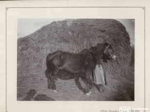 საცდელი მეურნეობა ყარაიაზში (დღევანდელი გარდაბანი), საჯიშე ულაყი<br>
კონსტანტინე ზანისის ფოტო <br>
1900-1905 წლები <br>
 <br>
Experimental farm in Karayaz (present-day Gardabani), pedigree stallion
Photo by Konstantin Zanis <br>
1900-1905