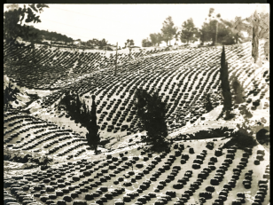 ჩაის დათოვლილი პლანტაცია. ჩაქვი
კონსტანტინე ზანისის ფოტო <br>
1929 წელი <br>
<br>
Snowy tea plantation. Chakvi <br>
Photo by Konstantin Zanis <br>
1929