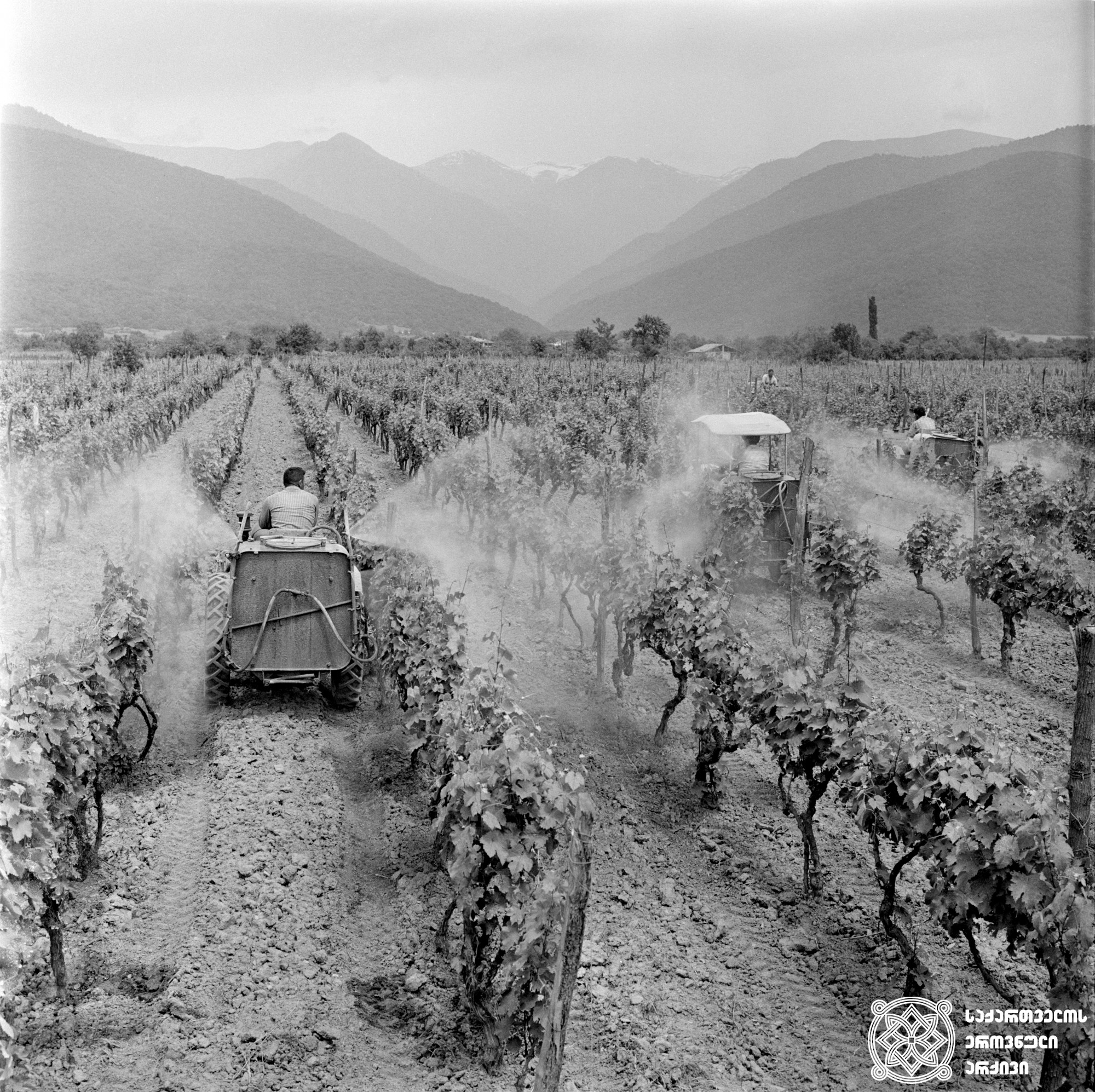 ვენახის მექანიზებული შეწამვლა <br>
ფოტო: სერგო თევზაძე <br>
1970 წელი <br>
Mechanized spraying of the vineyard <br> 
Photo by Sergo Tevzadze <br>
1970