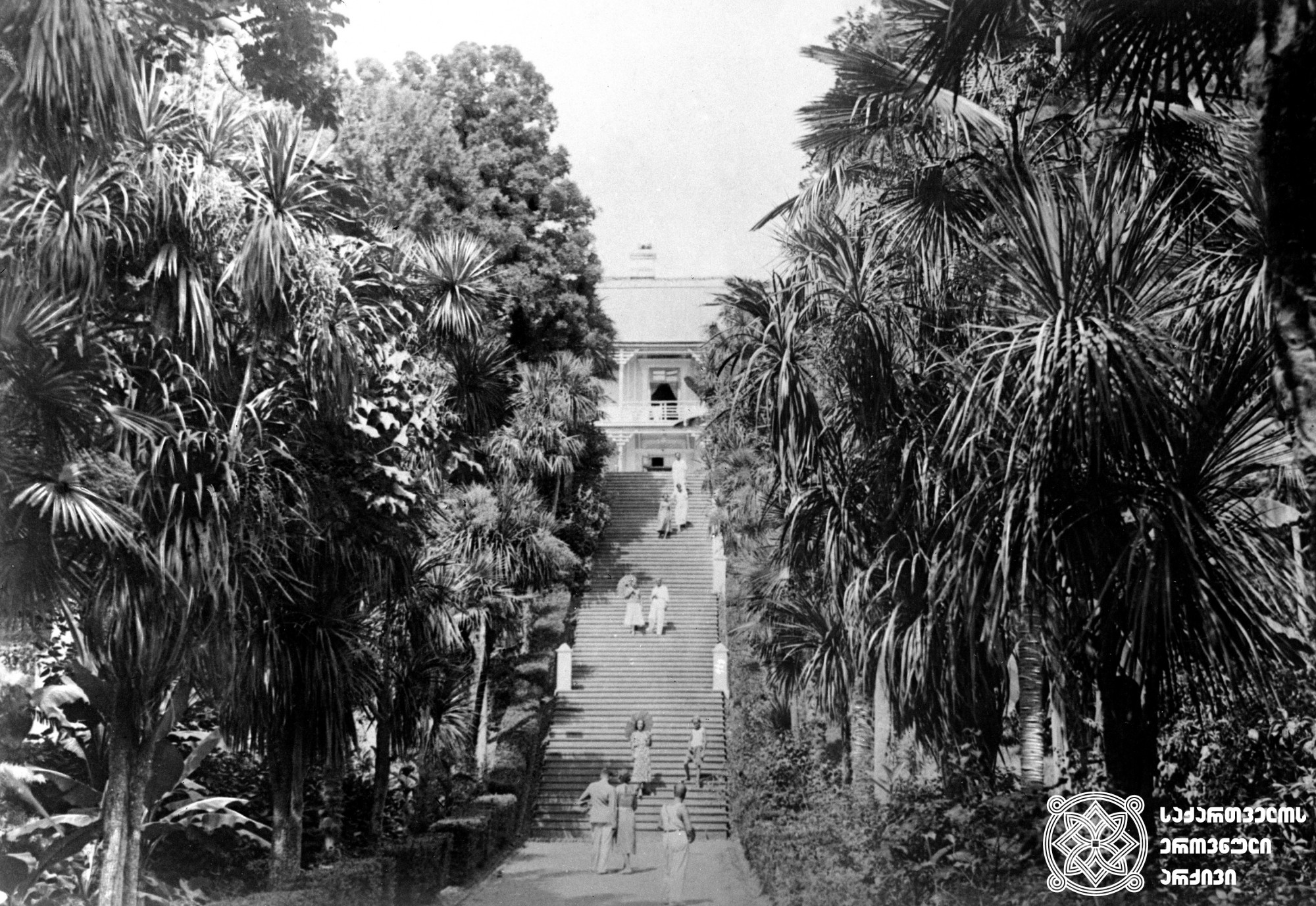 პალმების ხეივანი მახინჯაურში. აჭარა, 1950-იანი წლები. <br>
Palm-tree Alley in Makhinjauri. Adjara, 1950.