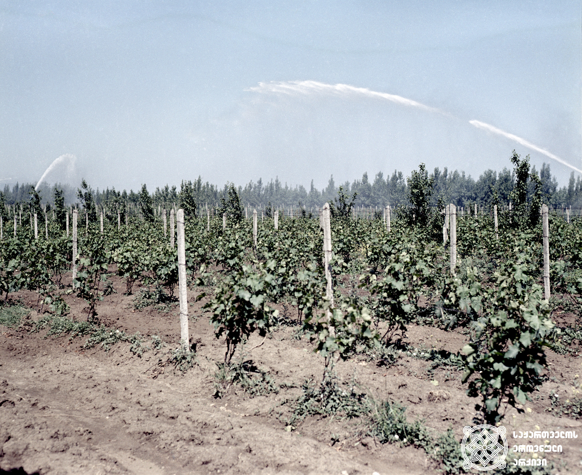 ვენახის მექანიზებული მორწყვა<br>
ფოტო: ვ. ავაკოვი <br>
1970 წელი <br>
Mechanized watering of the vineyard <br> 
Photo by V. Avakov <br>
1970