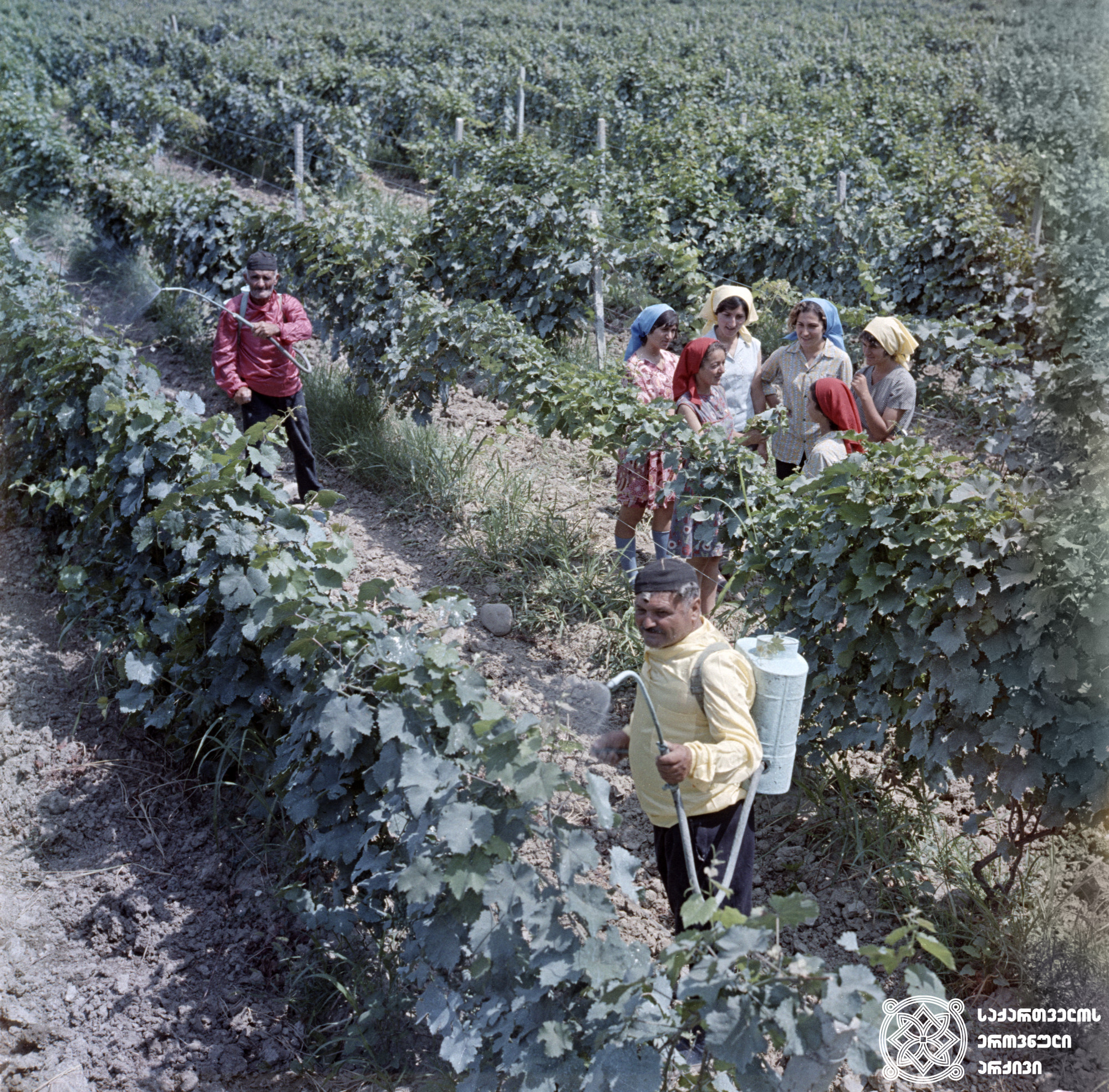 ვაზის შეწამვლა სოფელ მარანში <br>
ფოტო: ანატოლი რუხაძე <br>
1975 წელი
<br>
Spraying of the vineyard at village Marani <br>
Photo by Anatoli Rukhadze <br>
1975