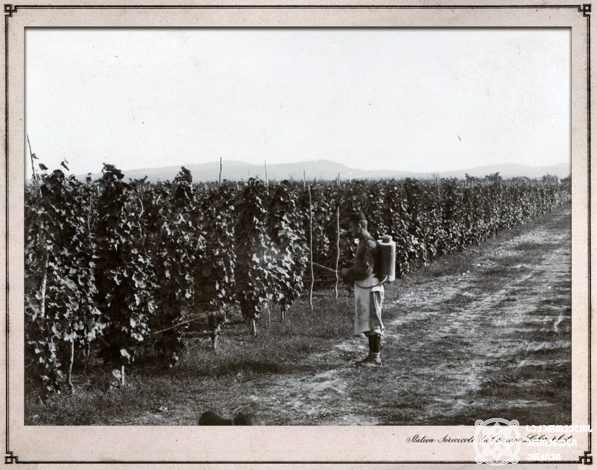 ვაზის შეწამვლა <br>
ფოტო: კონსტანტინე ზანისი <br> 
კახეთი, 1900-1905 წლები <br> 

Spraying of vineyard <br> 
Photo by Konstantin Zanis <br>
Kakheti, 1900-1905