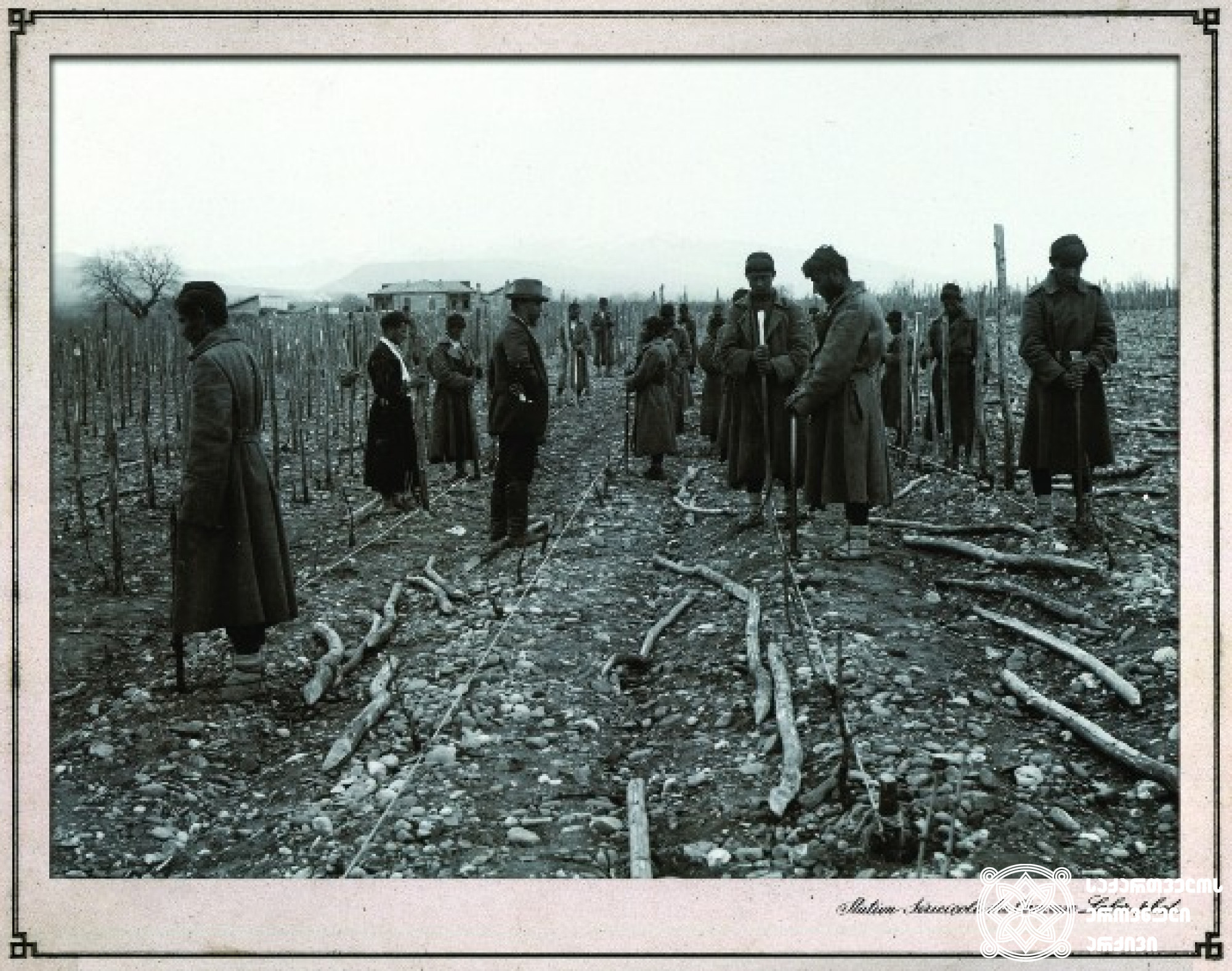 სარების დამაგრება ვაზის გასაშენებლად <br>
ფოტო: კონსტანტინე ზანისი <br>
კახეთი, 1900-1905 წლები <br>
Investing poles for vine cultivation<br>
Photo by Konstantin Zanis
Kakheti, 1900-1905 <br>