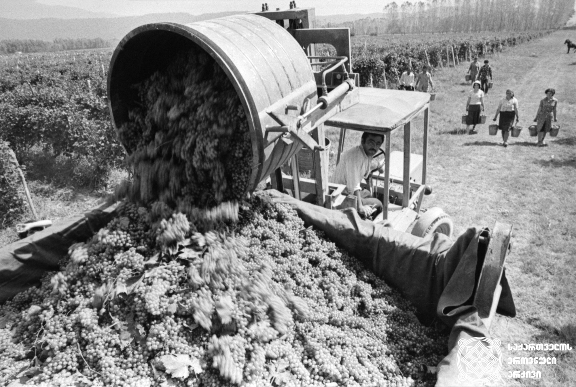 ყურძნის მექანიზებული ჩატვირთვა<br> 
ფოტო: ვიქტორ მორგუნოვი <br> 
სოფელი მთისძირი, 1980 წელი <br> 
Mechanized loading of grapes <br>
Photo by P. Odikadze
Village Mtisdziri, 1980 <br>