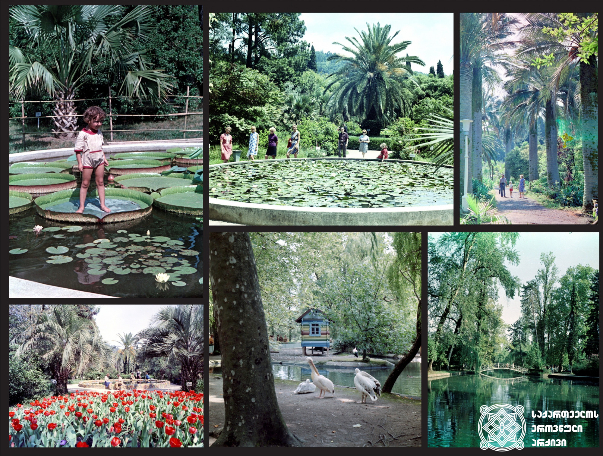 სოხუმის ბოტანიკური ბაღი <br>
ივანე დვალის (1973, 1977), ირაკლი ჭოხონელიძისა (1979) და გ. რაზმაძის ფოტოები (1969) <br>
Sokhumi Botanical Garden <br>
Ivane Dvali (1973, 1977), Irakli Chokhonelidze (1979) and G. Razmadze's photos (1969)