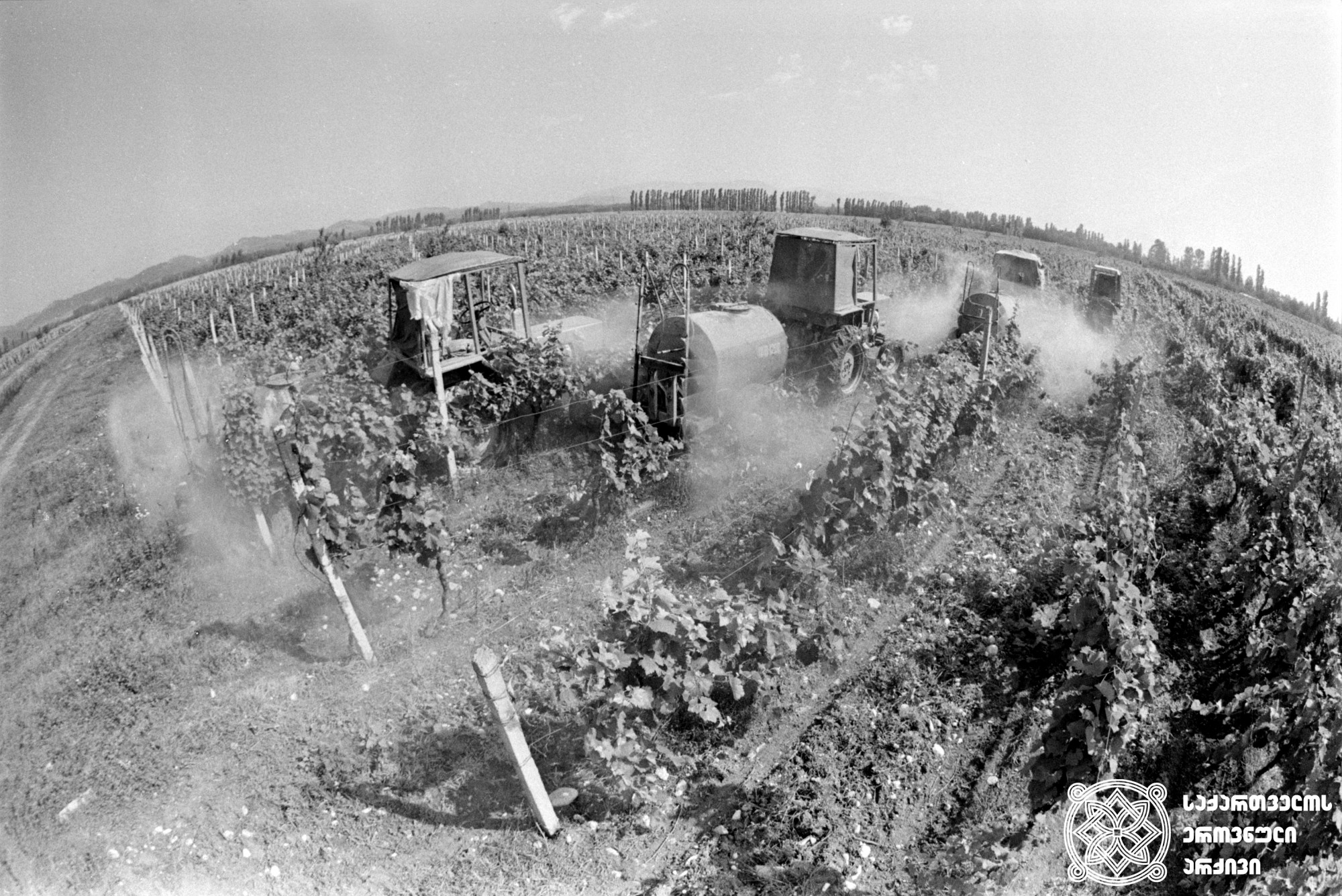 ვაზის დამუშავება <br>
ფოტო: გ. შარაშენიძე <br>
მარტვილი, 1989 წელი  <br>
Vine processing <br>
Photo by G. Sharashenidze <br>
Martvili, 1989