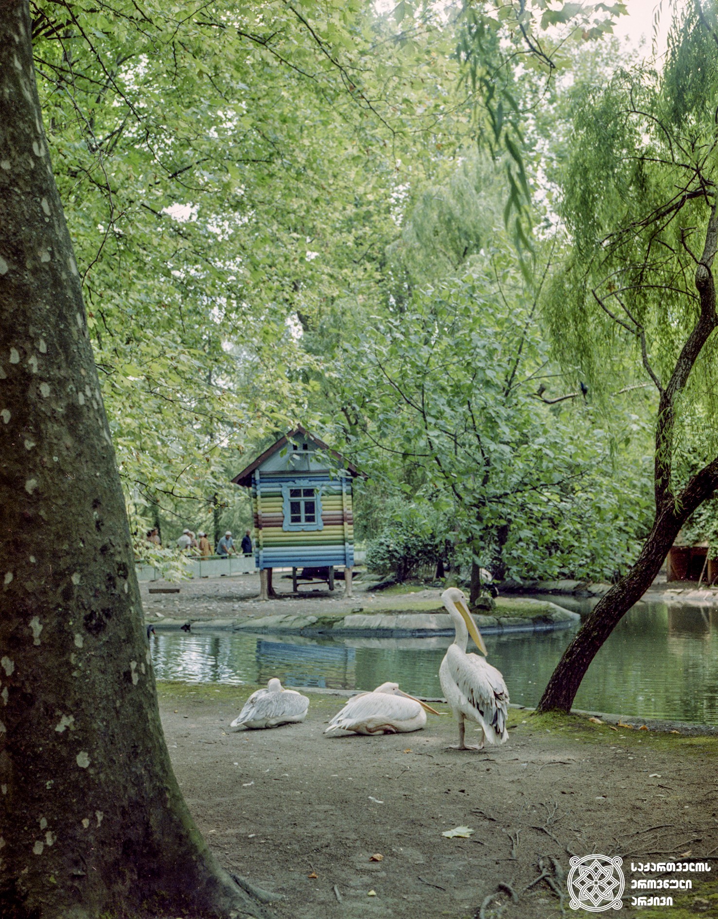 გაგრის პარკი, აფხაზეთი. 1973 წელი.
<br>
Gagra Park, Abkhazia. 1973.